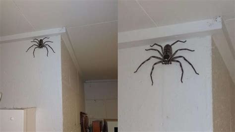 台灣名稱由來 蜘蛛出現在家裡